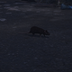 Image for article titled My Journey To Photograph All The Wildlife In The Division 2